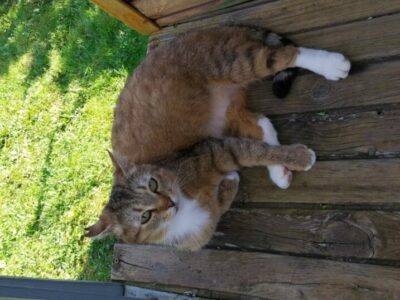 Je cherche un chat