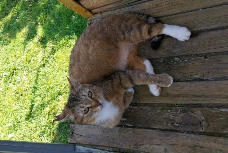 Je cherche un chat