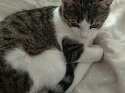 Je cherche un chat