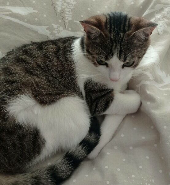Je cherche un chat