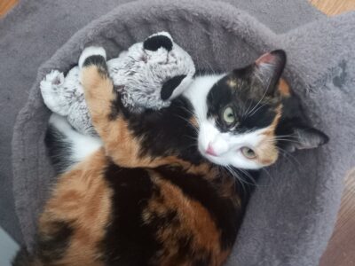 Chat disparu