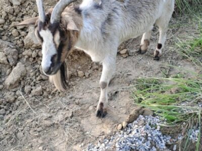 Disparition Pépita chèvre demi-naine de 13 ans / animal de compagnie