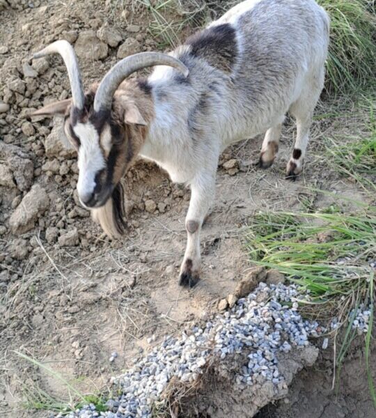 Disparition Pépita chèvre demi-naine de 13 ans / animal de compagnie