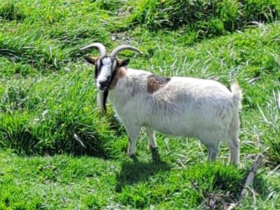 Disparition Pépita chèvre demi-naine de 13 ans / animal de compagnie