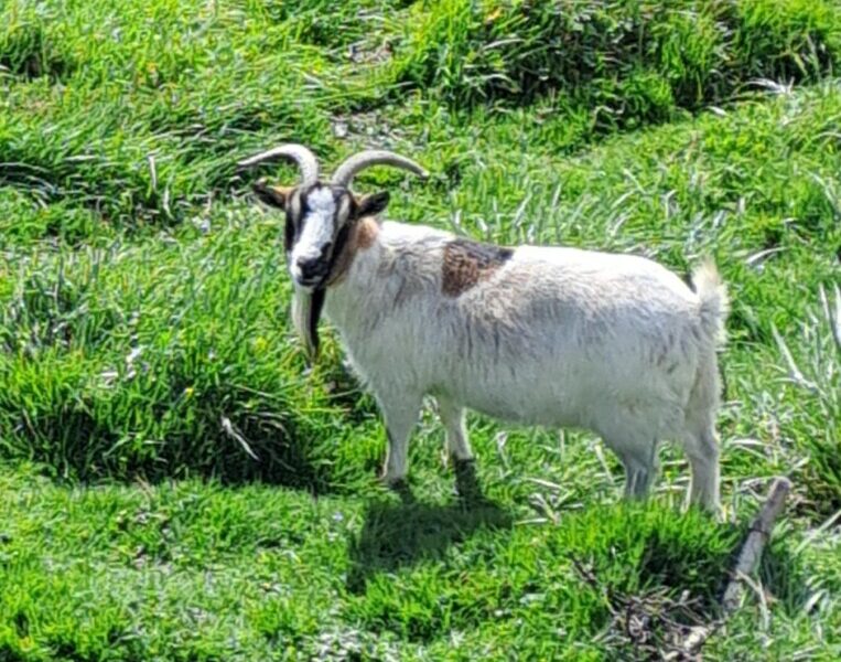 Disparition Pépita chèvre demi-naine de 13 ans / animal de compagnie