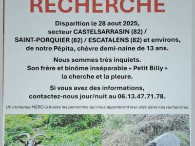 Disparition Pépita chèvre demi-naine de 13 ans / animal de compagnie