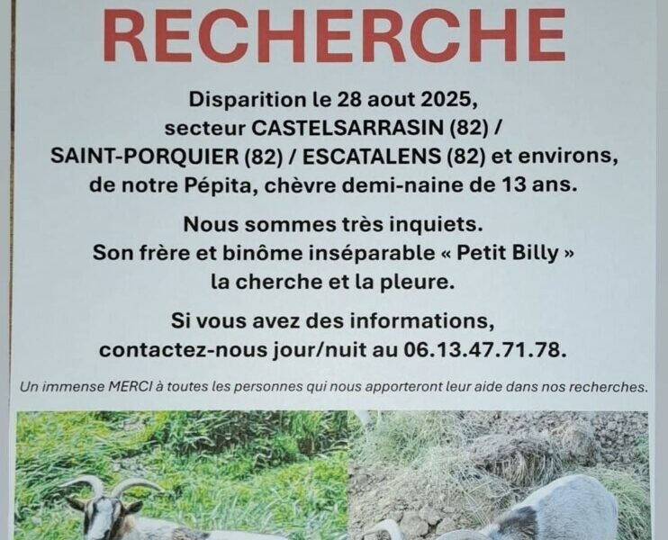 Disparition Pépita chèvre demi-naine de 13 ans / animal de compagnie
