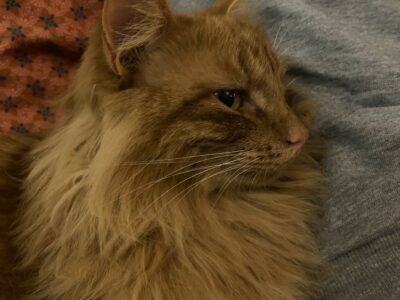 Disparition chat roux