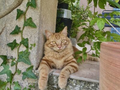 Disparition chat roux
