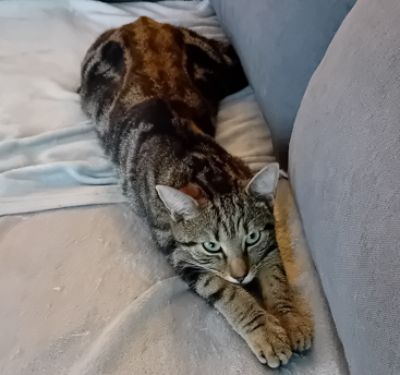 Chat disparu à Saintry-sur-Seine