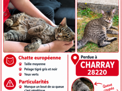 Perdu Chatte Isis