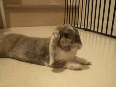 Lapin disparu à Melle